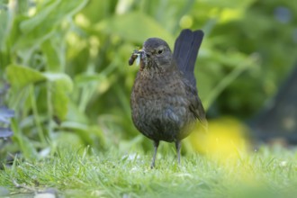 European blackbird (Turdus merula) adult female bird with a beak full of food in its beak on a