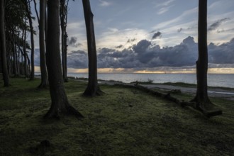 Beech forest (Fagus sylvatica), Ghost Forest Nienhagen, Mecklenburg-Western Pomerania, Germany,