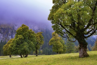 Maple trees, (Acer pseudoplataus), near the Wankerfleck, Ammergau Alps, Ostallgäu, Bavaria,