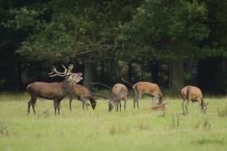 Red deer (Cervus elaphus) male roaring in a pack of female at the edge of the woods, Germany,