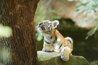 Close-up of a Siberian tiger or Amur tiger (Panthera tigris altaica) youngster in late summer,