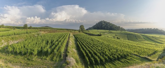 Winery in a panoramic landscape in stormy weather. Ihringen, Kaiserstuhl, Freiburg im Breisgau,
