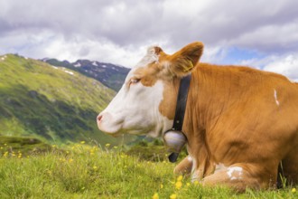 A cow lies on a blooming pasture in the mountains under a cloudy sky, Penken, Zillertal, Austria,