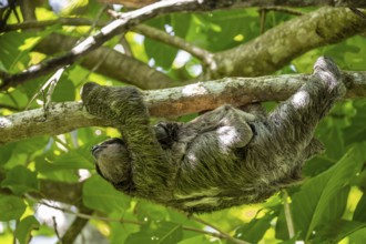 Brown-throated sloth (Bradypus variegatus) with baby, young animal, climbing a tree, Cahuita