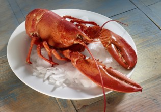 Boiled lobster (Homarus) on a white plate with ice cream, studio shot