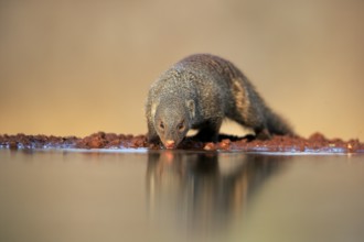 Zebra mongoose (Mungos mungo), adult, at the water, drinking, Kruger National Park, Kruger National