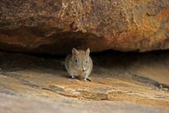 Short-eared elephant shrew, (Macroscelides probosideus), adult, foraging, Mountain Zebra National