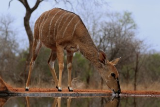 Nyala (Tragelaphus angasii), adult, female, drinking, at the water, Kruger National Park, Kruger