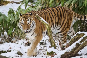 Siberian tiger (Panthera tigris altaica) walking through the bushes in winter, captive, Germany,