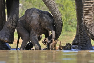 African elephant (Loxodonta africana), young animal, with mother, baby elephant, calf, at the