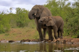 African elephant (Loxodonta africana), adult, male, bull, young animal, young bull with young