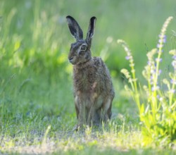 European hare (Lepus europaeus) sitting on a dirt track and looking attentively, wildlife,