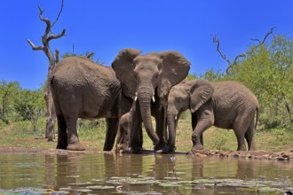 African elephant (Loxodonta africana), adult, juvenile, group, at the water, drinking, Kruger