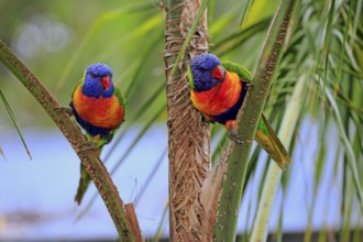 All-coloured lorikeet (Trichoglossus haematodus), pair on wait, Cuddly Creek, South Australia,