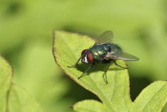 Bottle Fly (Lucilia caesar) on a leaf, macro photograph, Wilnsdorf, North Rhine-Westphalia,
