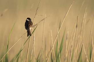 Reed bunting (Emberiza schoeniclus), male sitting on a reed, animal portrait, Bagges Dæmning,