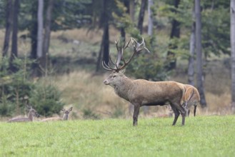 Red deer (Cervus elaphus) in mating season, capital stag with hinds in a forest clearing, wildlife,