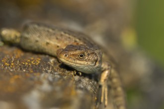 Common lizard (Zootoca vivipara) adult reptile basking on a wooden sleeper, England, United