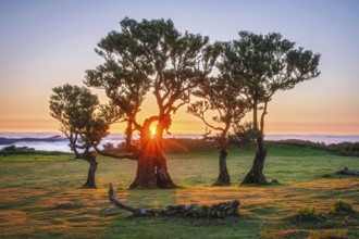 Centuries-old til trees in fantastic magical idyllic Fanal Laurisilva forest on sunset. Madeira