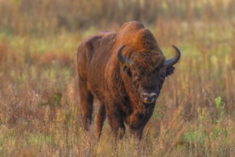European bison (Bison bonasus) in a clearing in the Bialowieza Forest, Poland, Europe