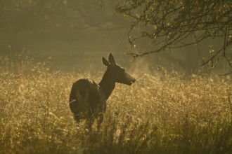 Red deer (Cervus elaphus), bare deer, backlight, grass