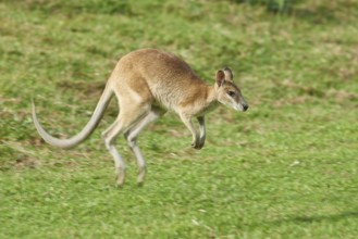 Close-up of an agile wallaby (Macropus agilis) on a meadow wildlife in Australia