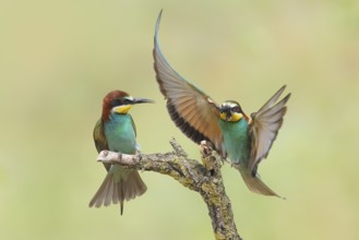 Bee-eater (Merops apiaster), pair, a bird approaching with a bumblebee in its beak, Wildlife, Lake