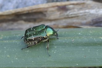 Rose chafer (Cetonia aurata), on a leaf, Wilnsdorf, North Rhine-Westphalia, Germany, Europe
