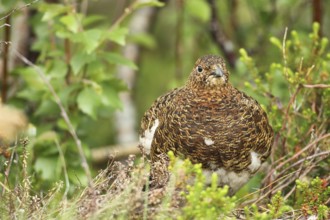 Willow ptarmigan (Lagopus lagopus) Hen, Lofoten, Norway, Scandinavia, Europe