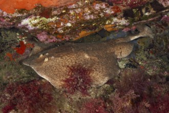 Underwater photo of a marbled electric ray (Torpedo marmorata) resting between colourful rocks and