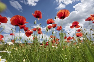 Flowering poppy (Papaver rhoeas) in a meadow, cloudy sky, Bavaria, Germany, Europe