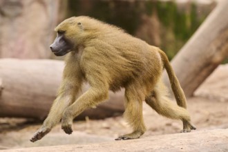 Guinea baboon (Papio papio) running, Bavaria, Germany Europe