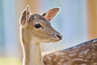 European fallow deer (Dama dama) youngster, portrait, in a forest, Bavaria, Germany, Europe