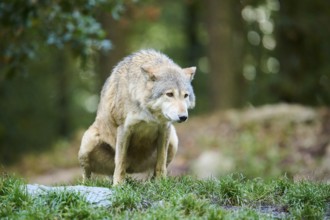 Eastern wolf (Canis lupus lycaon) standing on a meadow making pie, Bavaria, Germany, Europe