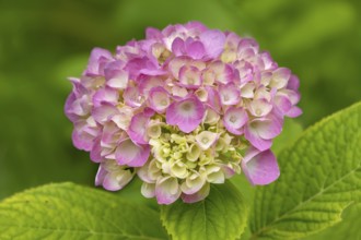 Hydrangea, hydrangea, hydrangea blossom, North Rhine-Westphalia, Germany, Europe
