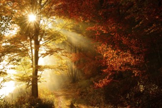Forest path through beech forest in full autumn colour in autumn, sun shining through morning fog,