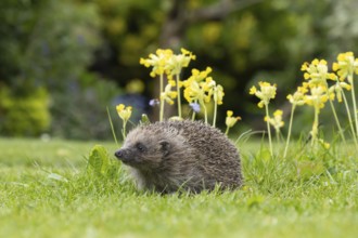 European hedgehog (Erinaceus europaeus) adult animal on a garden grass lawn next to flowering