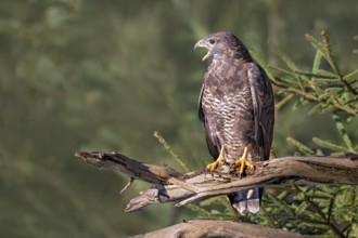Steppe buzzard (Buteo buteo), sitting on a dead wood, Terfens, Tyrol, Austria, Europe