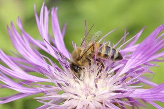 European honey bee (Apis mellifera), collecting nectar from a flower of the meadow knapweed or