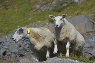Two sheep on a rock in a rocky and green environment with mountains in the background, Haukland,