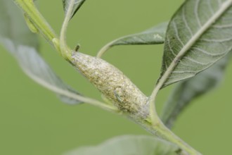 Sallow kitten moth (Furcula furcula), cocoon, North Rhine-Westphalia, Germany, Europe