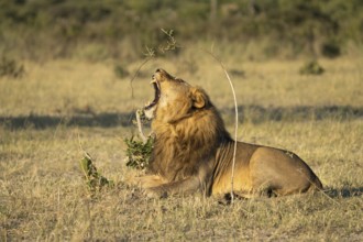 Lion (Panthera leo), horizontal portrait of a male with his mouth wide open. Savuti, Chobe National