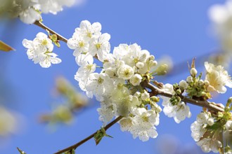 Branch with white blossoms of an apple tree in front of a clear blue sky