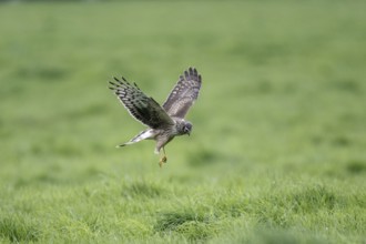 Hen harrier (Circus cyaneus), Emsland, Lower Saxony, Germany, Europe