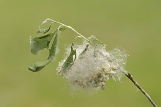 Goat willow (Salix caprea), fruits, North Rhine-Westphalia, Germany, Europe