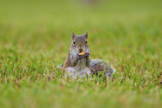Grey Squirrel (Sciurus carolinensis), on meadow, springtime, Florida, USA, North America