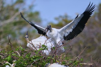 Wood Stork (Mycteria americana), with spread wings perches on a nest made of branches in a natural