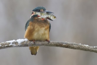 Common kingfisher (Alcedo atthis) with a fish on a snow-covered branch in winter, Lower Saxony,