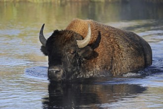 American bison (Bos bison, Bison bison) crossing a river, Yellowstone National Park, Wyoming, USA,