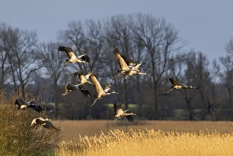 Eine Gruppe von Vögeln fliegt über ein goldenes Feld bei untergehender Sonne, Kraniche auf dem Darß